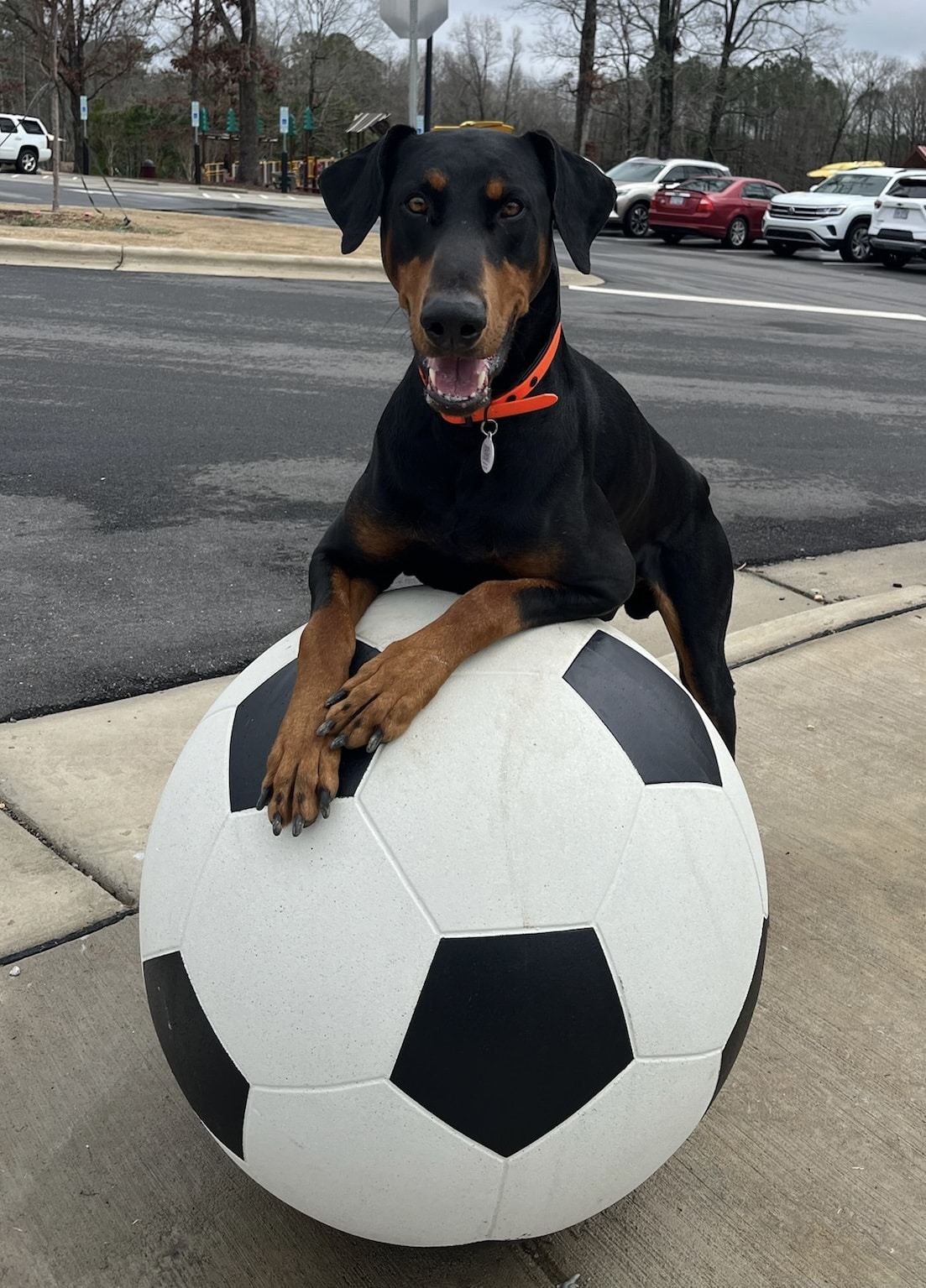 Sally Said So! Professional Dog Training