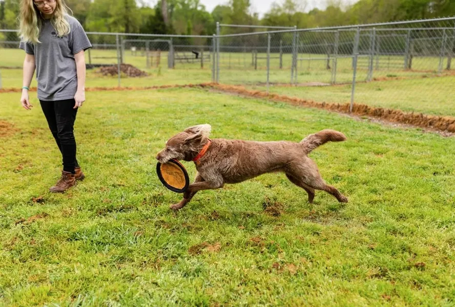 Canine Country