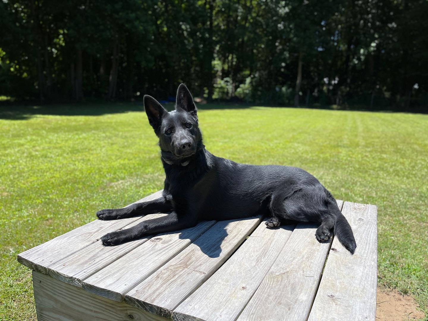 Endless Pawsibilities Dog Training, LLC.