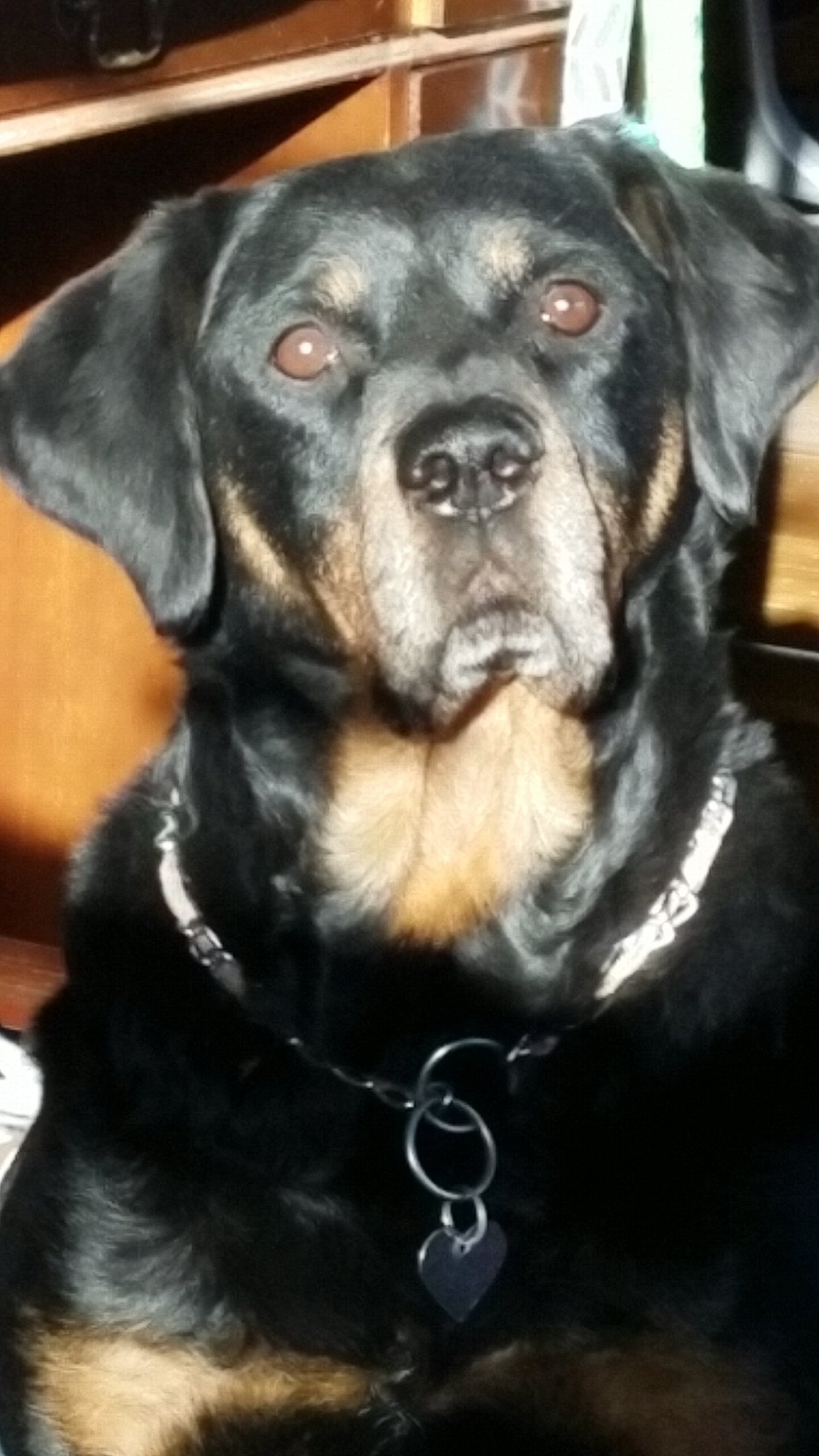 A Very Gem K9