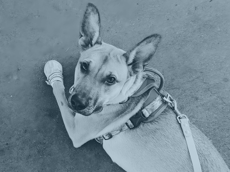 Absolute Angel Dog Training, LLC