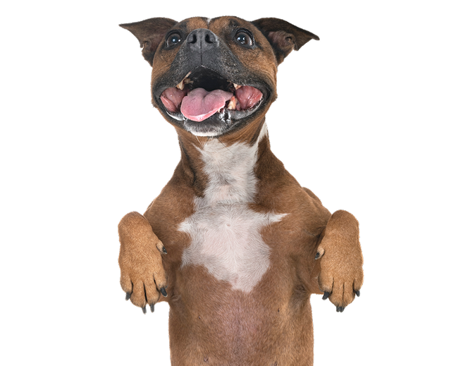 Stinkies | Dog Walkers in Herndon & Reston, Virginia