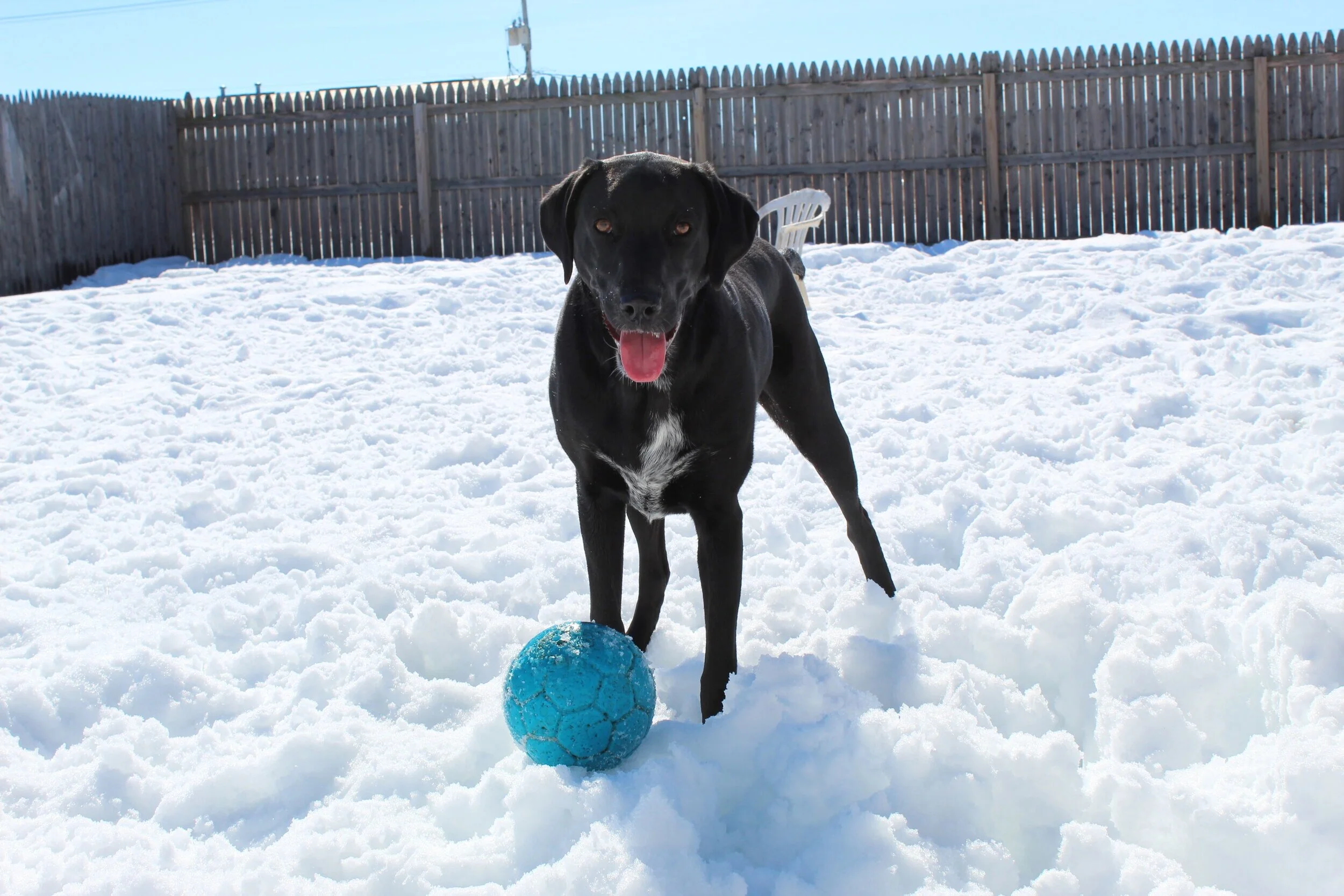 Canine to 5 — dog trainer in Rockford, IL