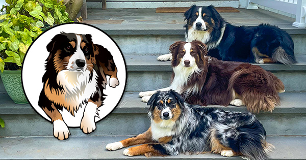 Highland Haven Dog Training — dog trainer in White Plains & Westchester, NY