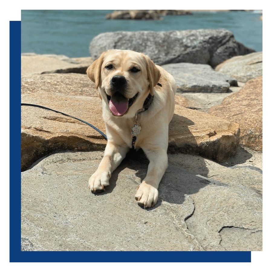 Love in the Lead Canine Training