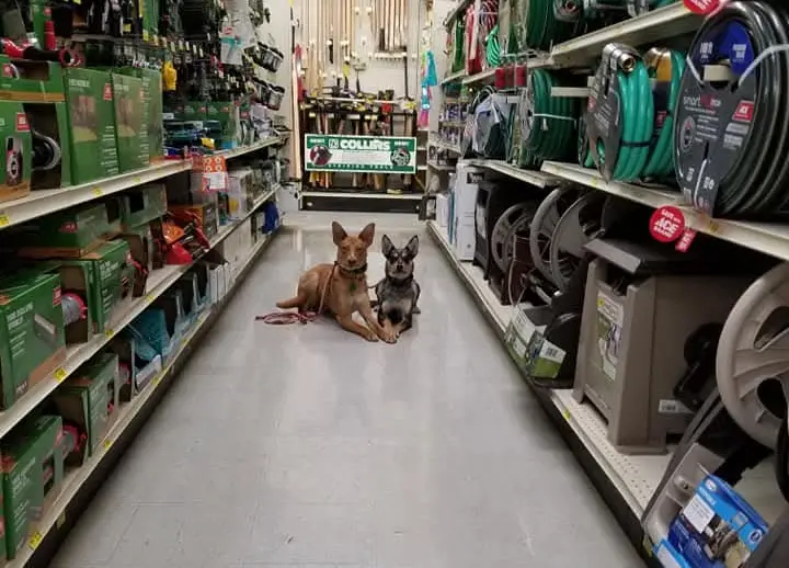 Dynamic Canines