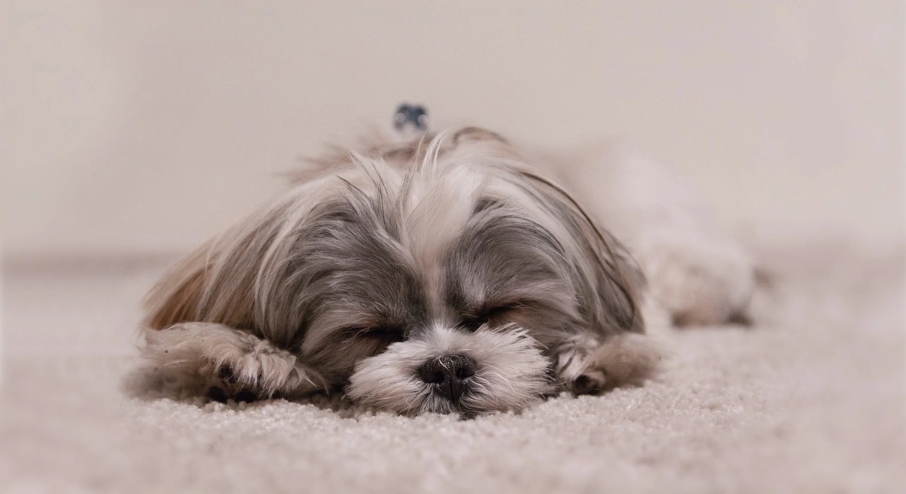 Brewster’s Bark and Bed