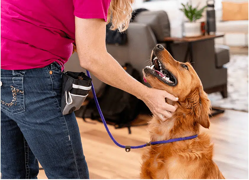 Dog Gone Amazing Dog Training and Boarding