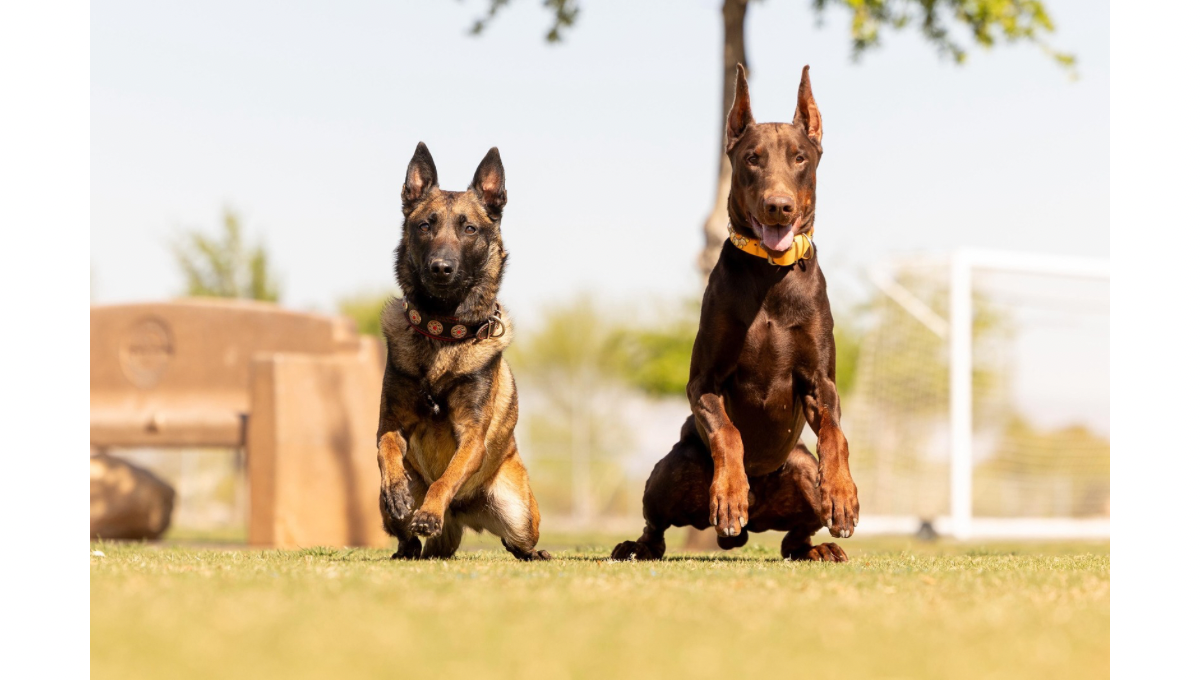 Paws N Recreation LLC