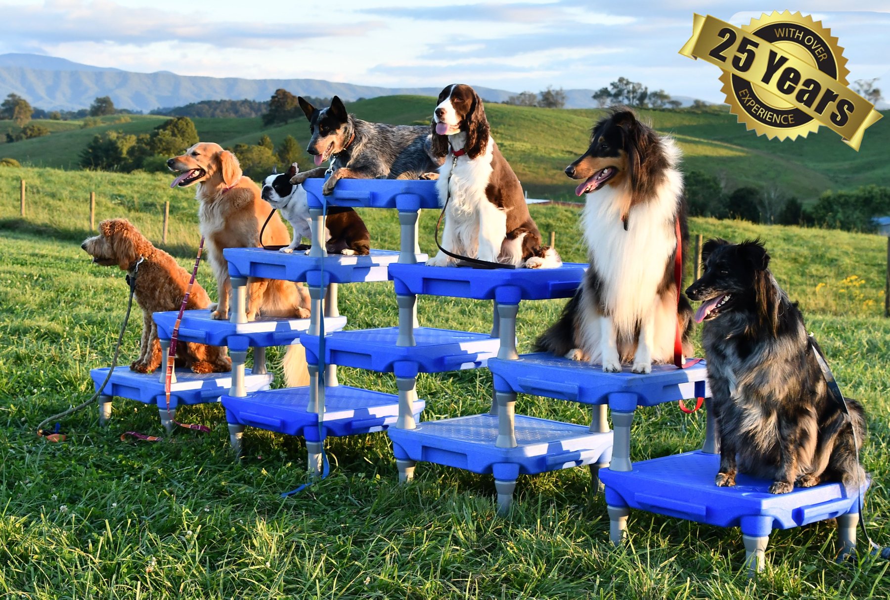 Beyond Sit And Stay Professional Dog Training