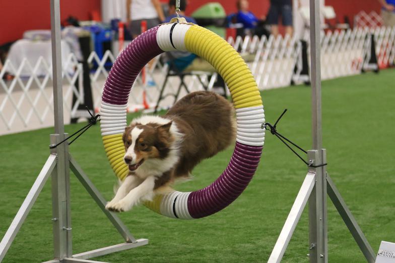 Agility Directions