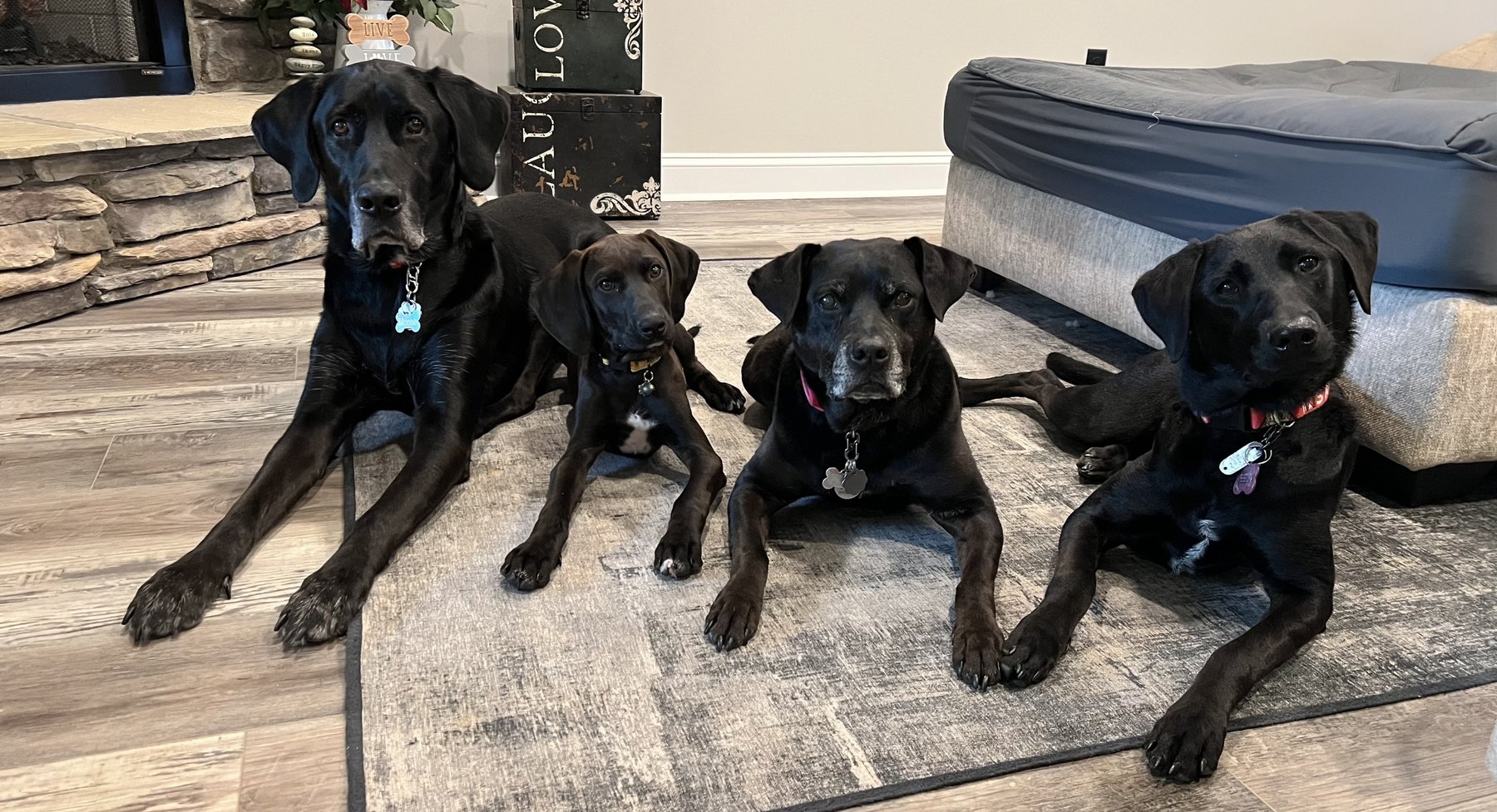 Got Dogs