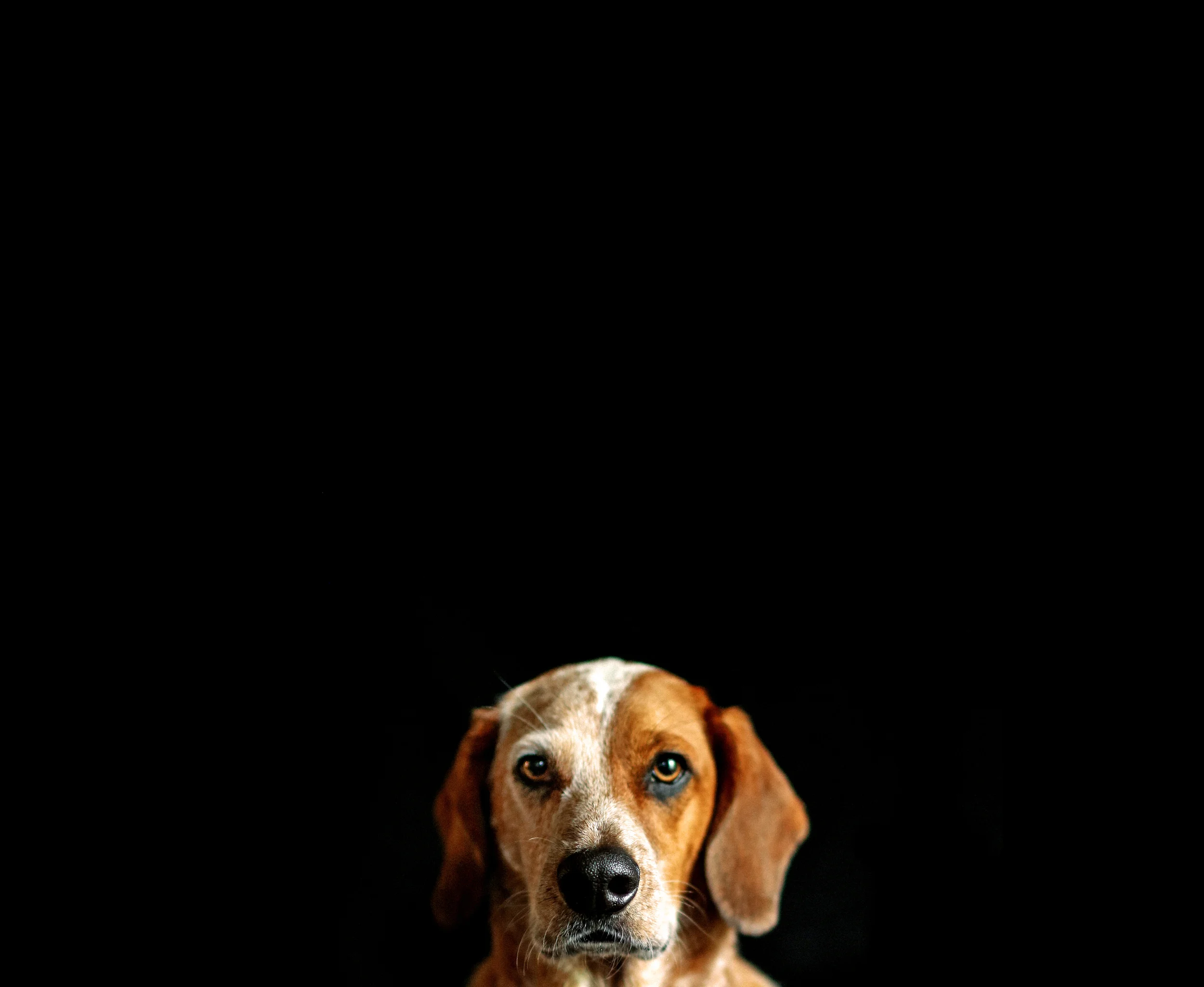 Bow Wow Behavioral