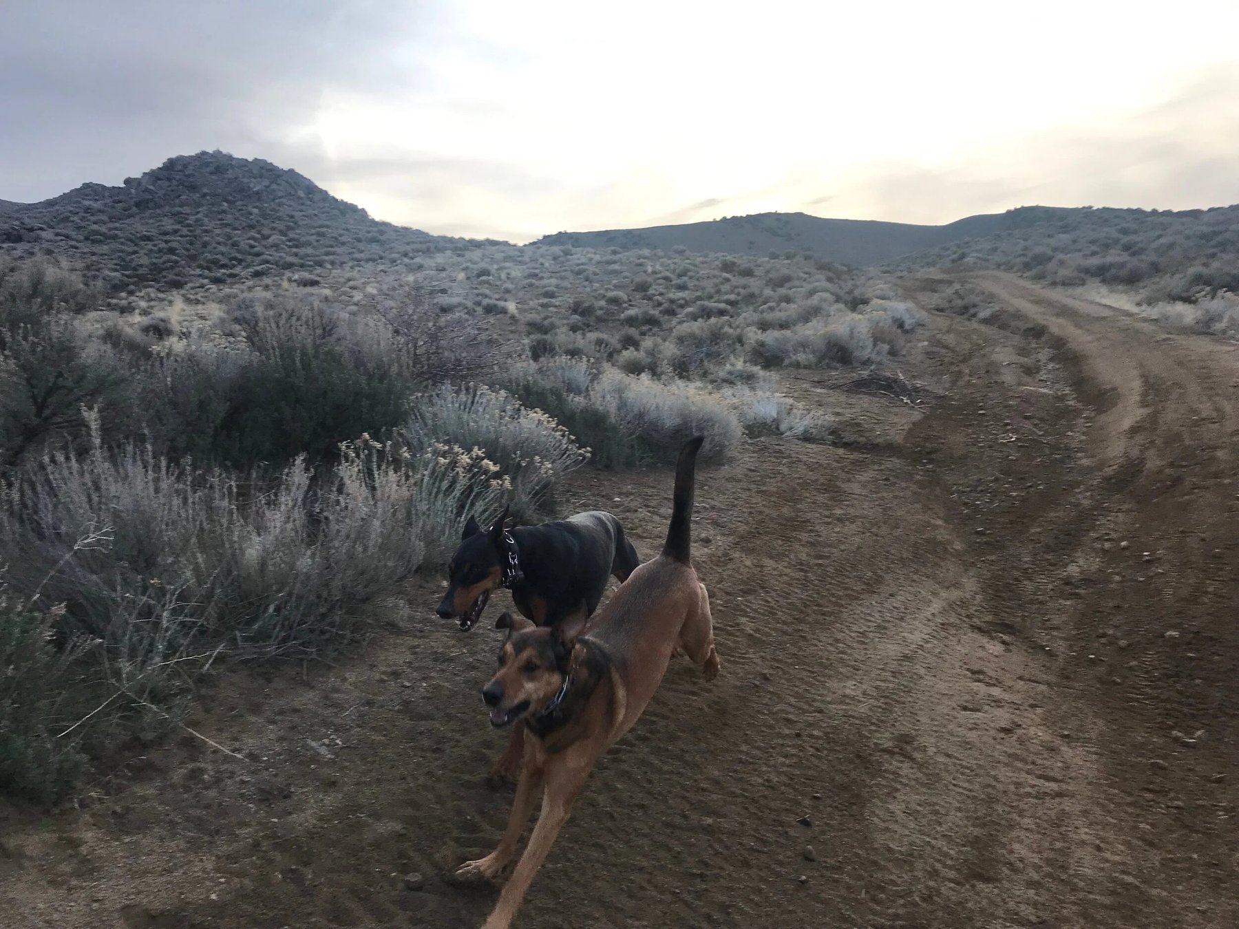 Pack Perfect K9 Training