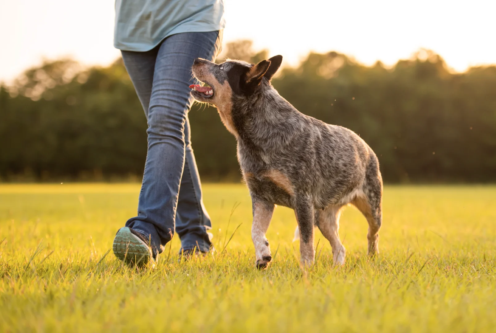 Cornerstone Dog Training — dog trainer in Layton, UT