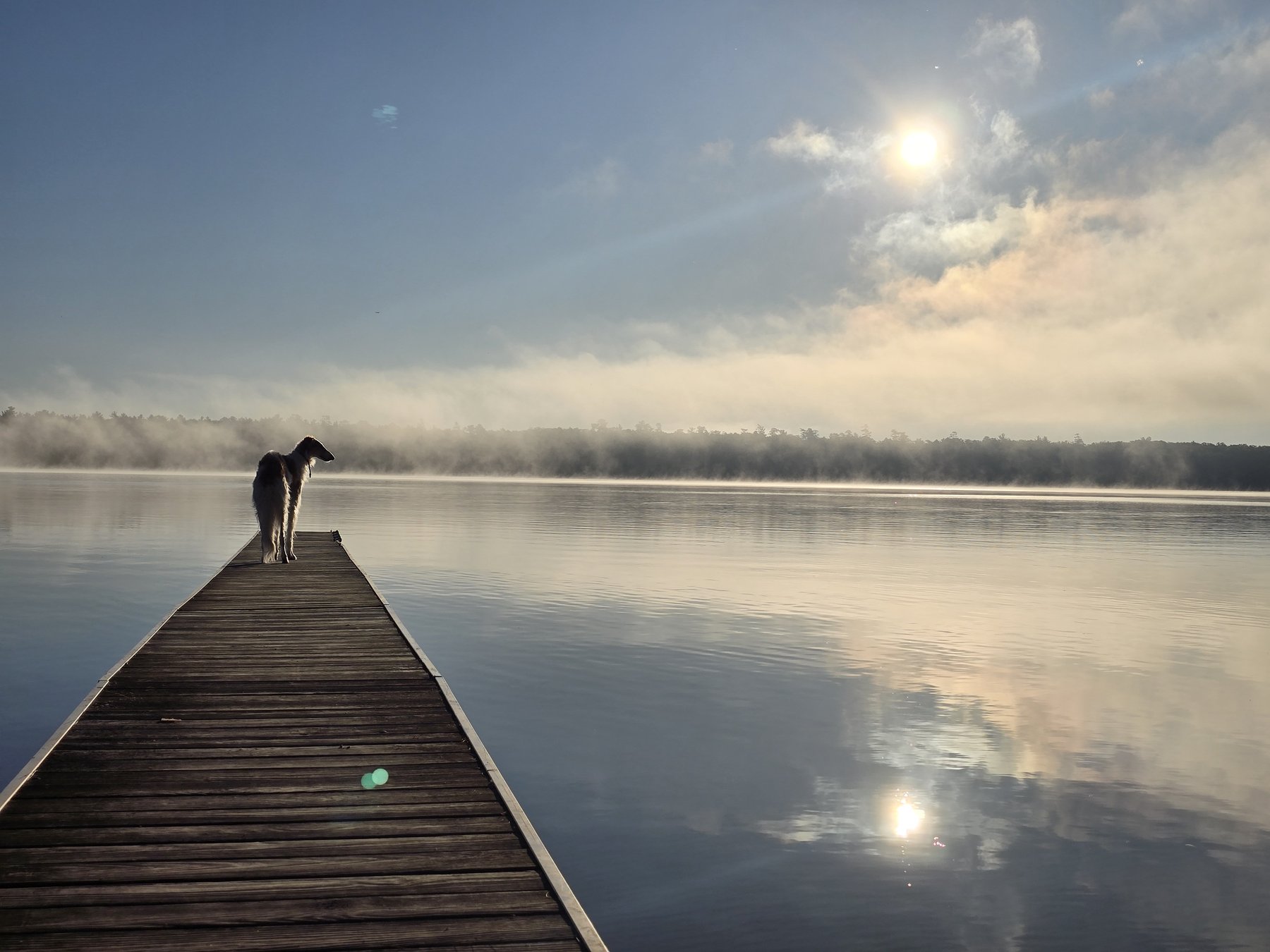Macatawa Dog Training — dog trainer in Holland, MI