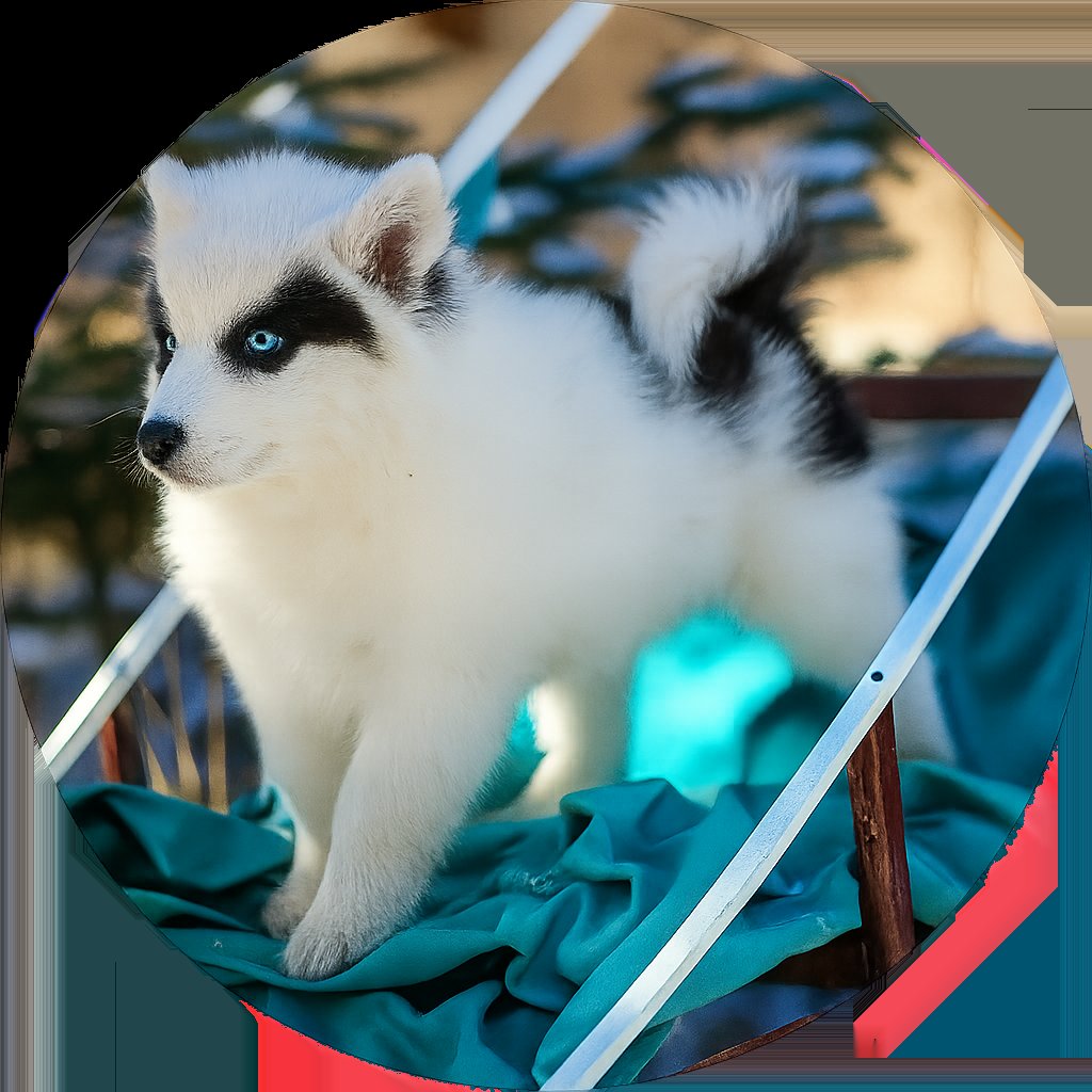 Above The Clouds Siberian Service Dogs