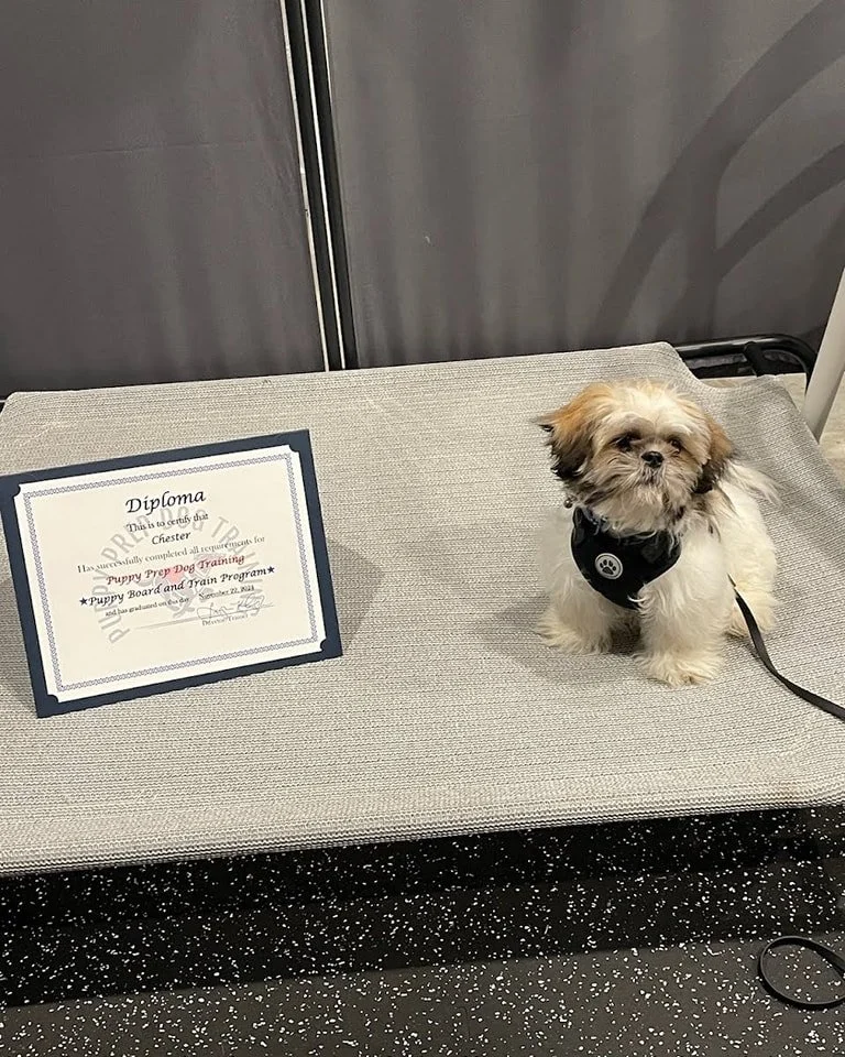 Puppy Prep Dog Training, LLC — dog trainer in Tulsa, OK