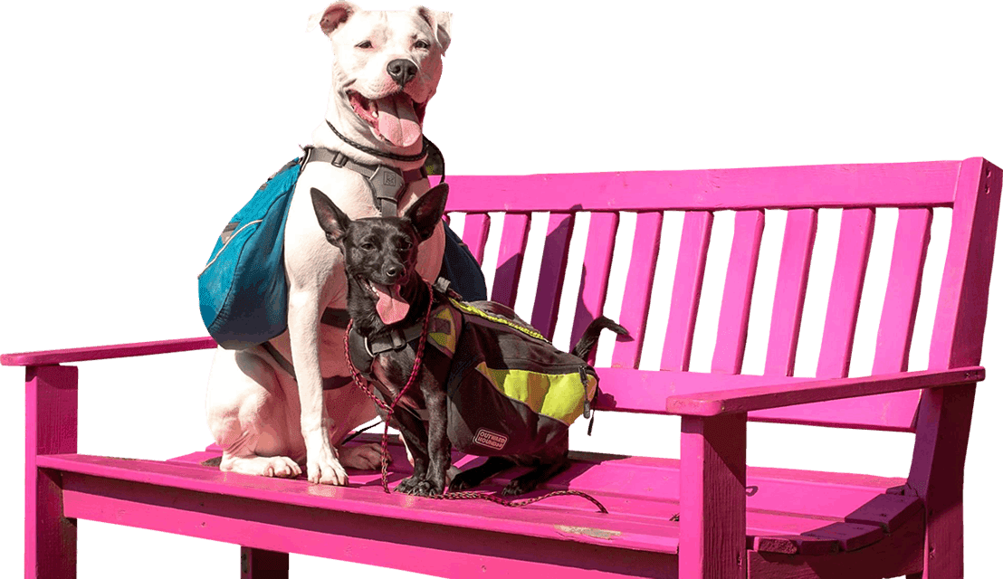Work Smart Dog Training