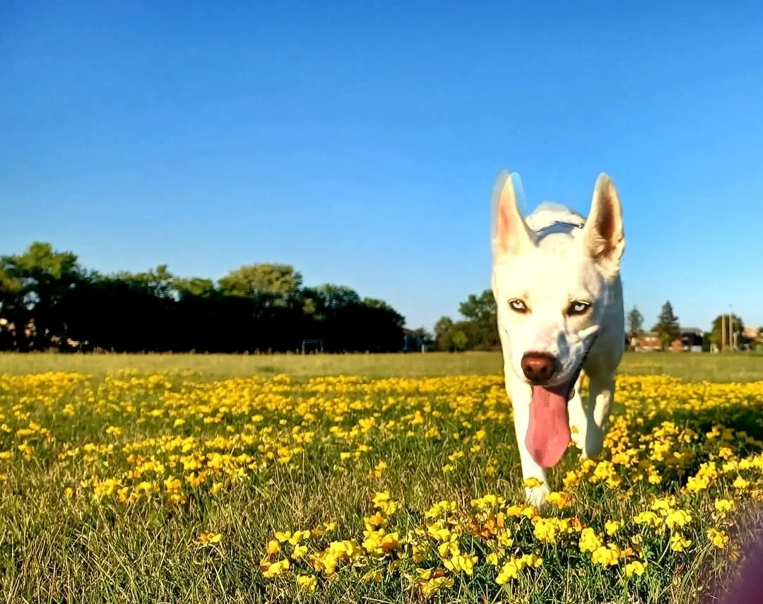 Harvey & Co Dog Training