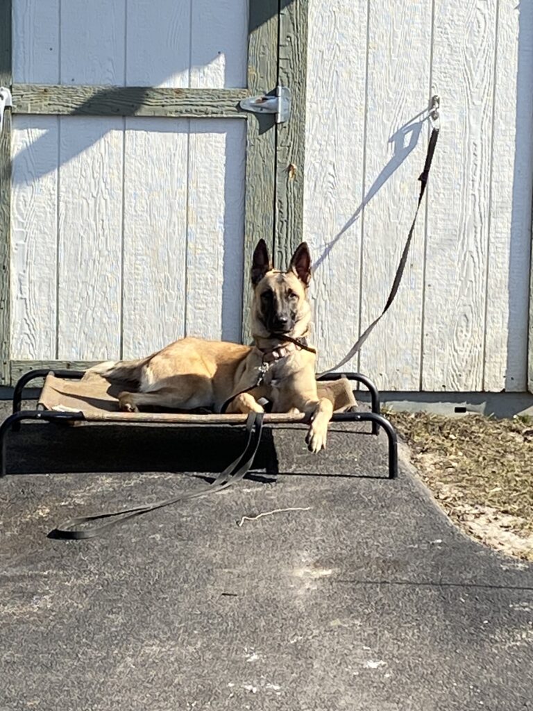 Doggieology 101