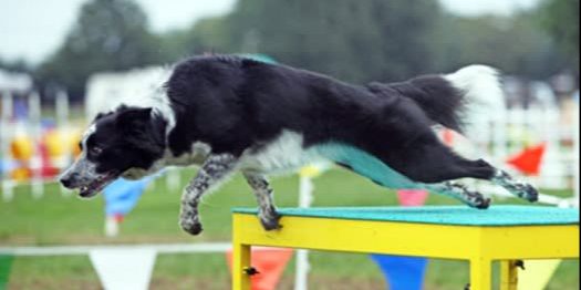 TipTop Training