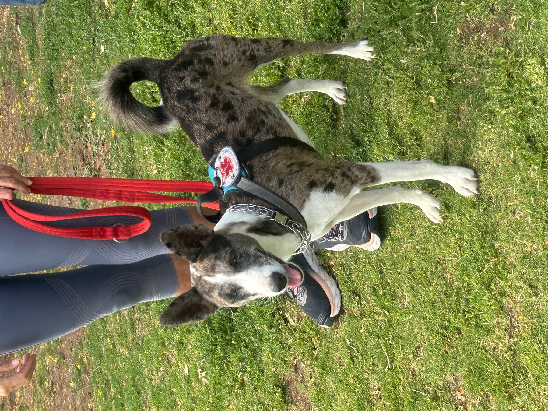 Service Dogs of Southern Nevada Inc.
