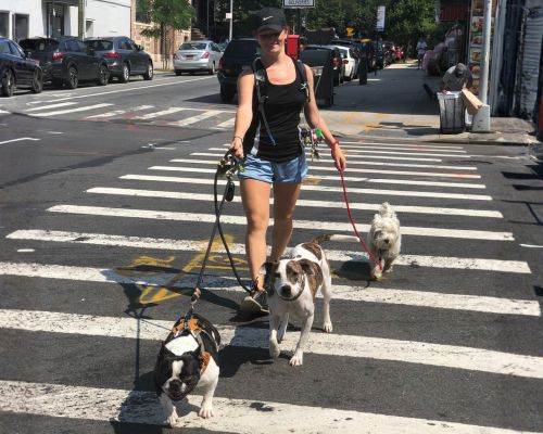 GoDoG – Dog Walking & Sitting Brooklyn