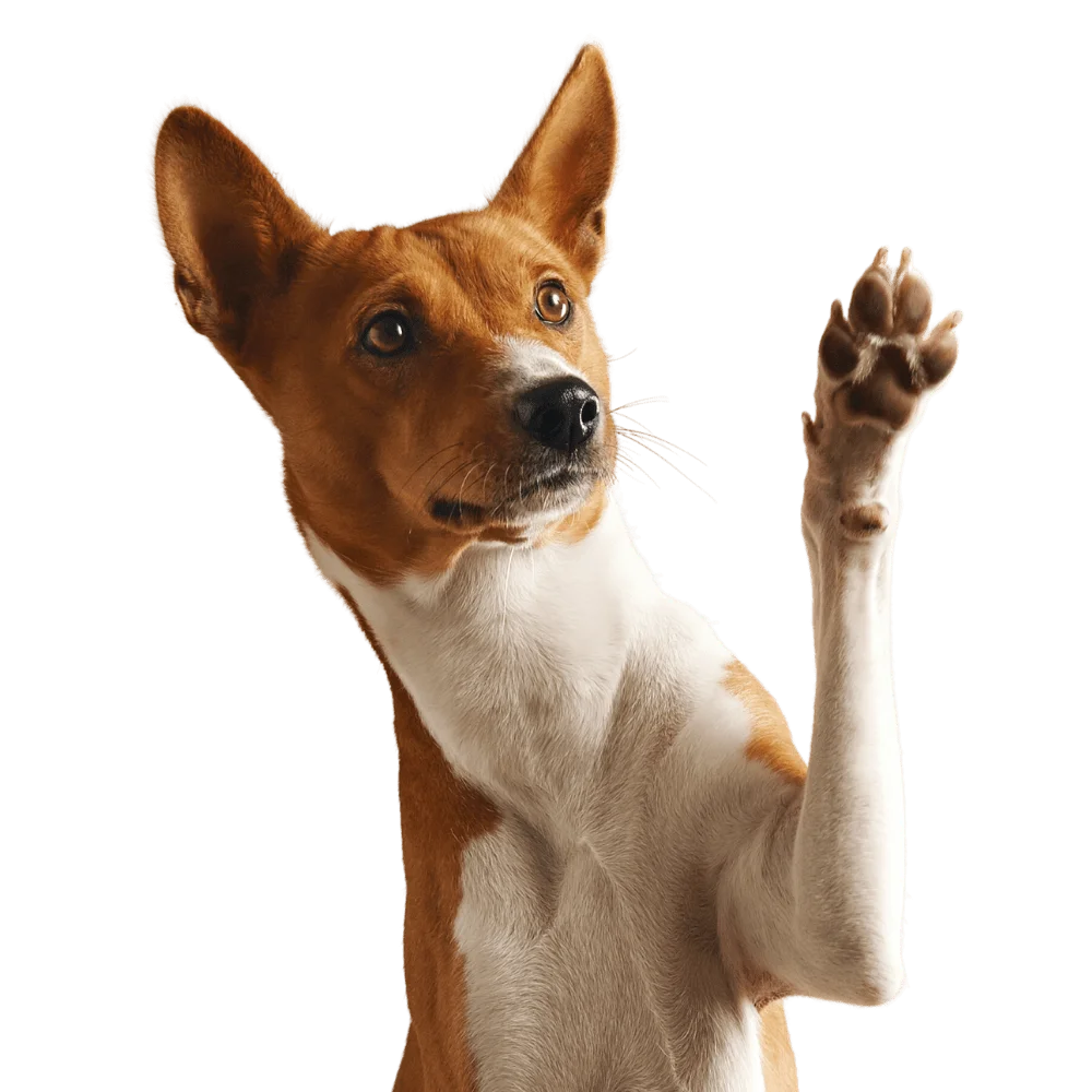 Kurtz K-9’s Dog Training