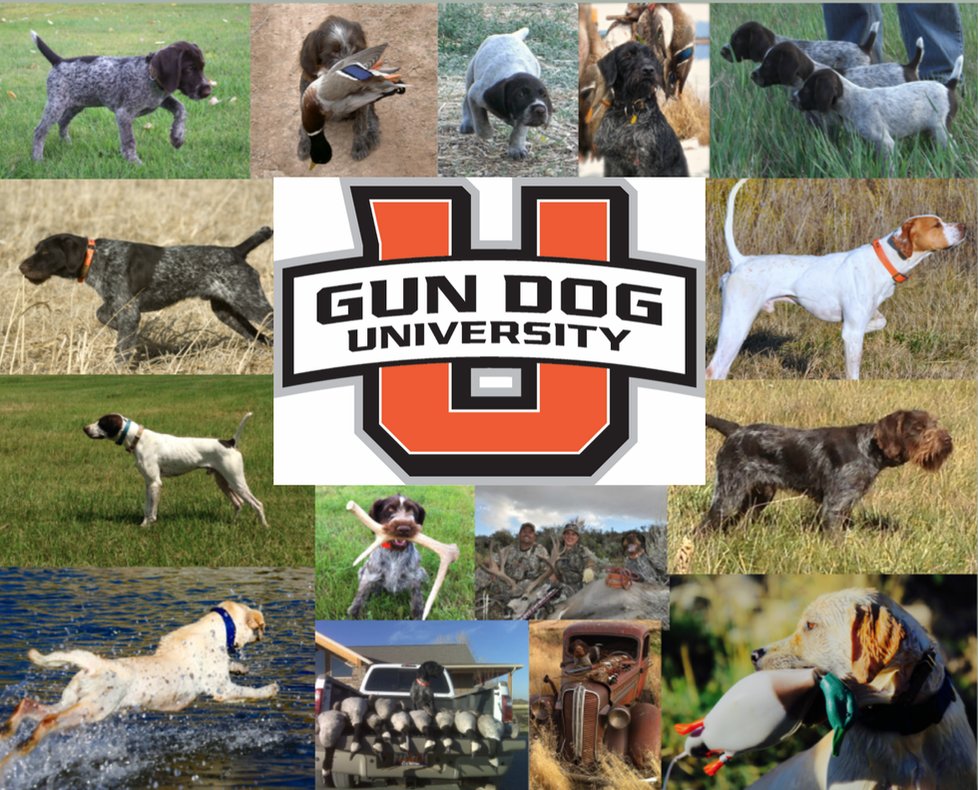 Gun Dog University