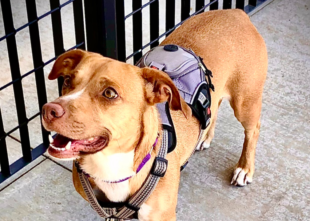 Dog Training and Behavioral Consulting by Lynne