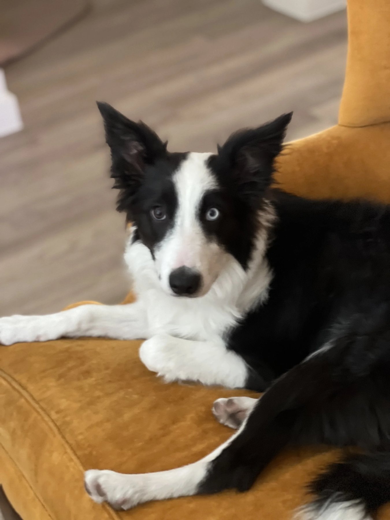 Boulder County Dog Co