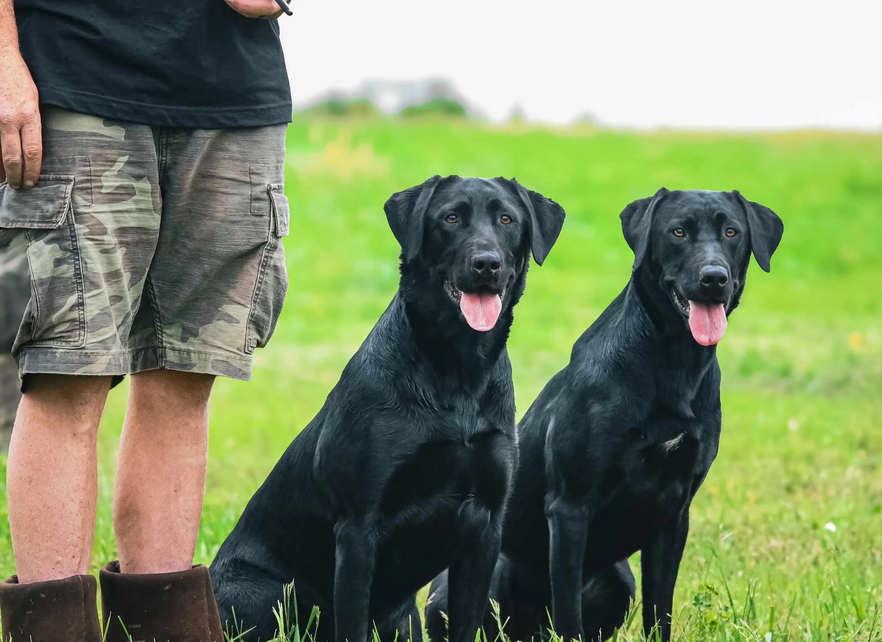Southpaw Dog Academy & Boarding