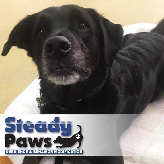 Steady Paws logo