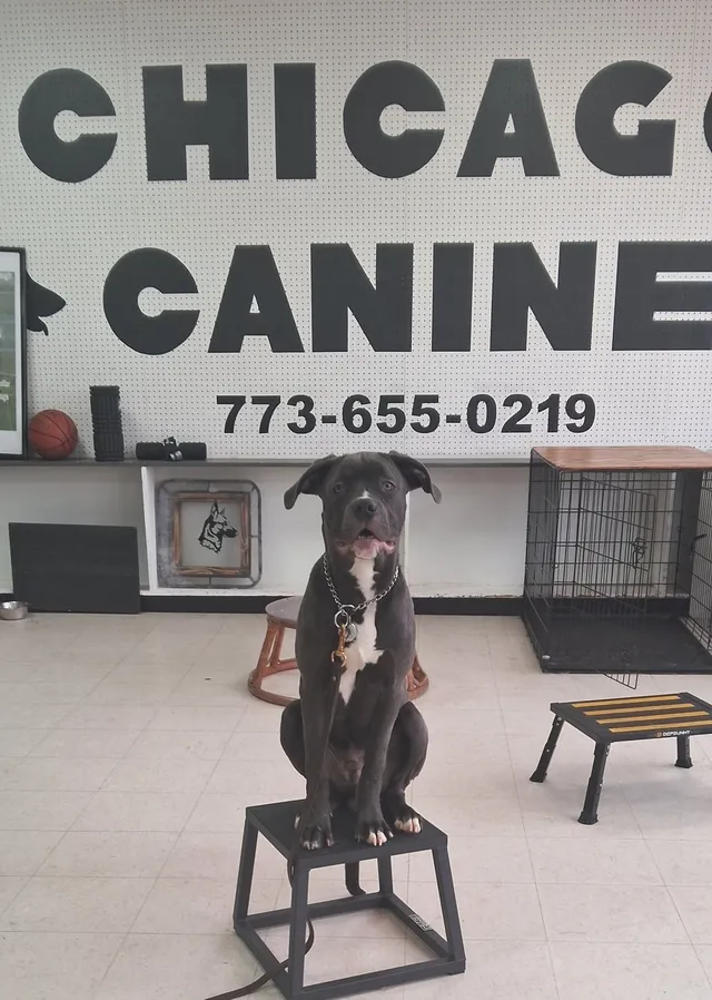 Chicago Canine Academy