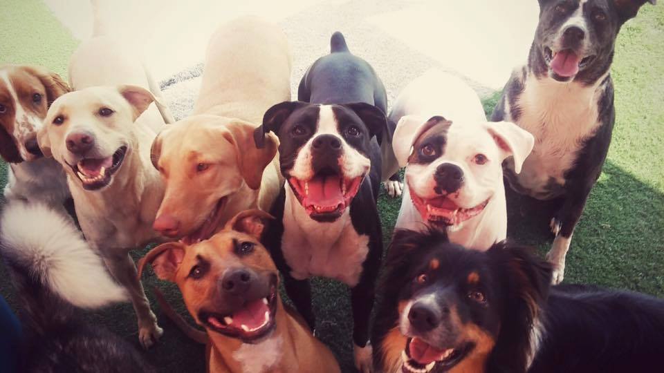 Lucky Dog Luxury Daycare & Boarding