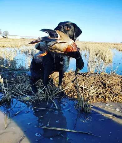 Tall Timber Retrievers