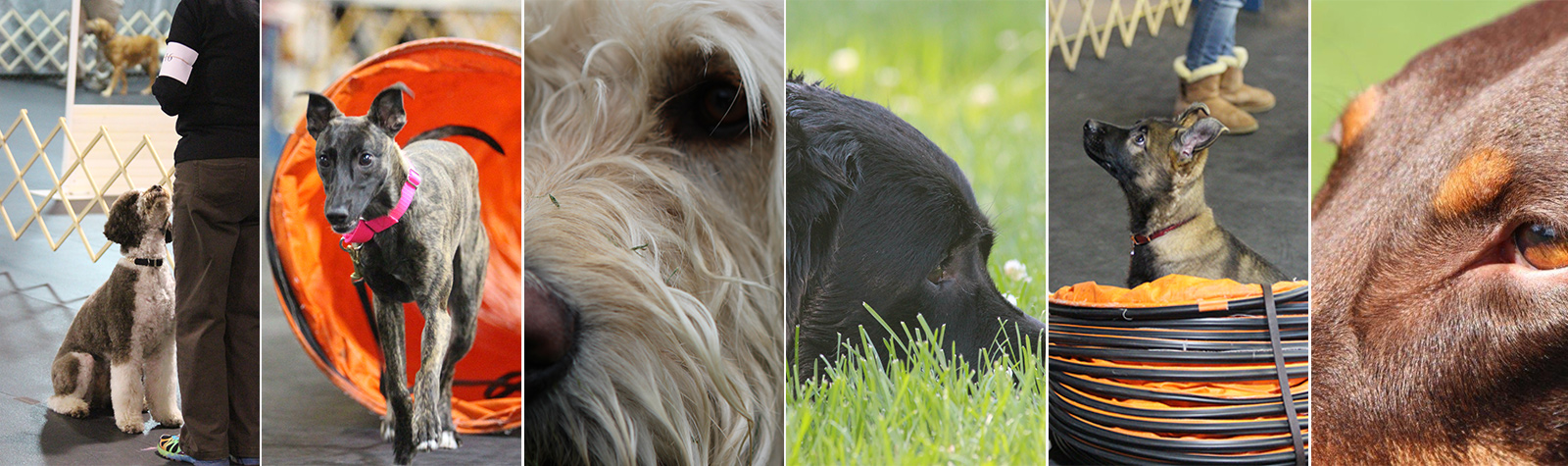 Companion Dog Training Club