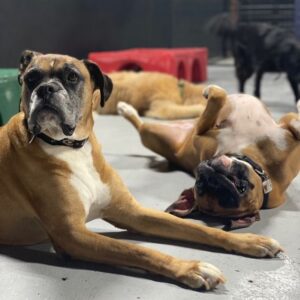 The Noble Dog Hotel