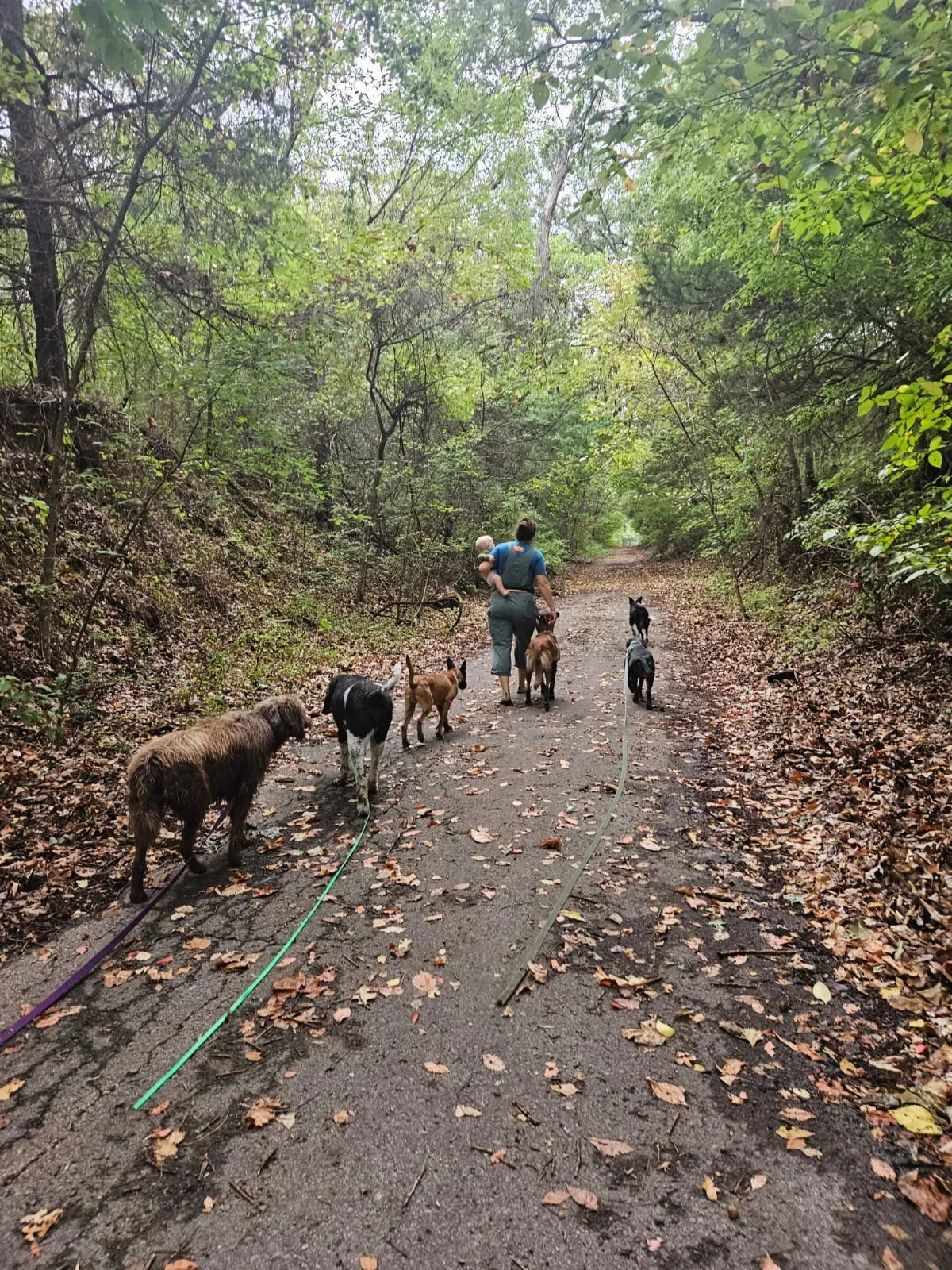 NonStop Dog Training Tulsa Oklahoma