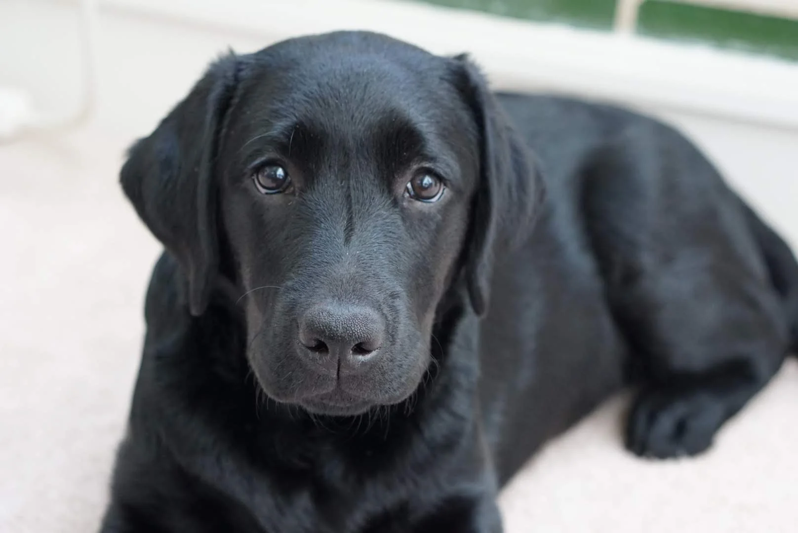 River City Dog Training