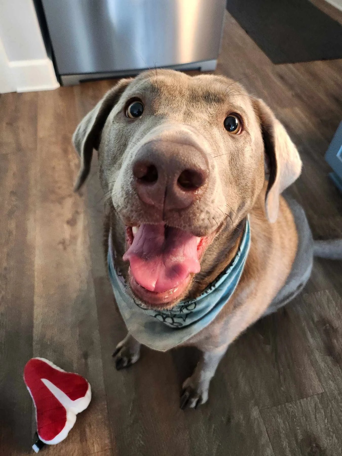 Bubs N Beans Dog Training & Pet Care LLC