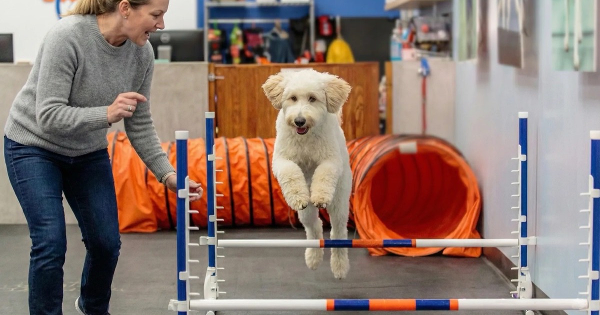 Zoom Room Dog Training