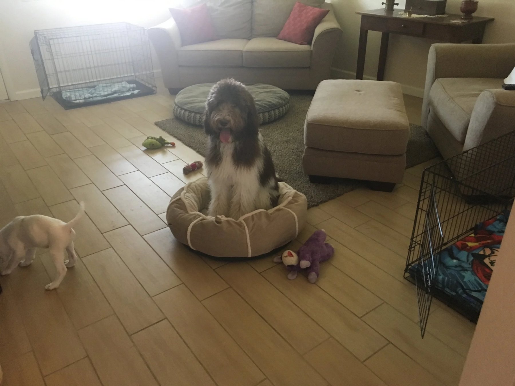 Cathy's Canines Dog Training — dog trainer in Phoenix, AZ