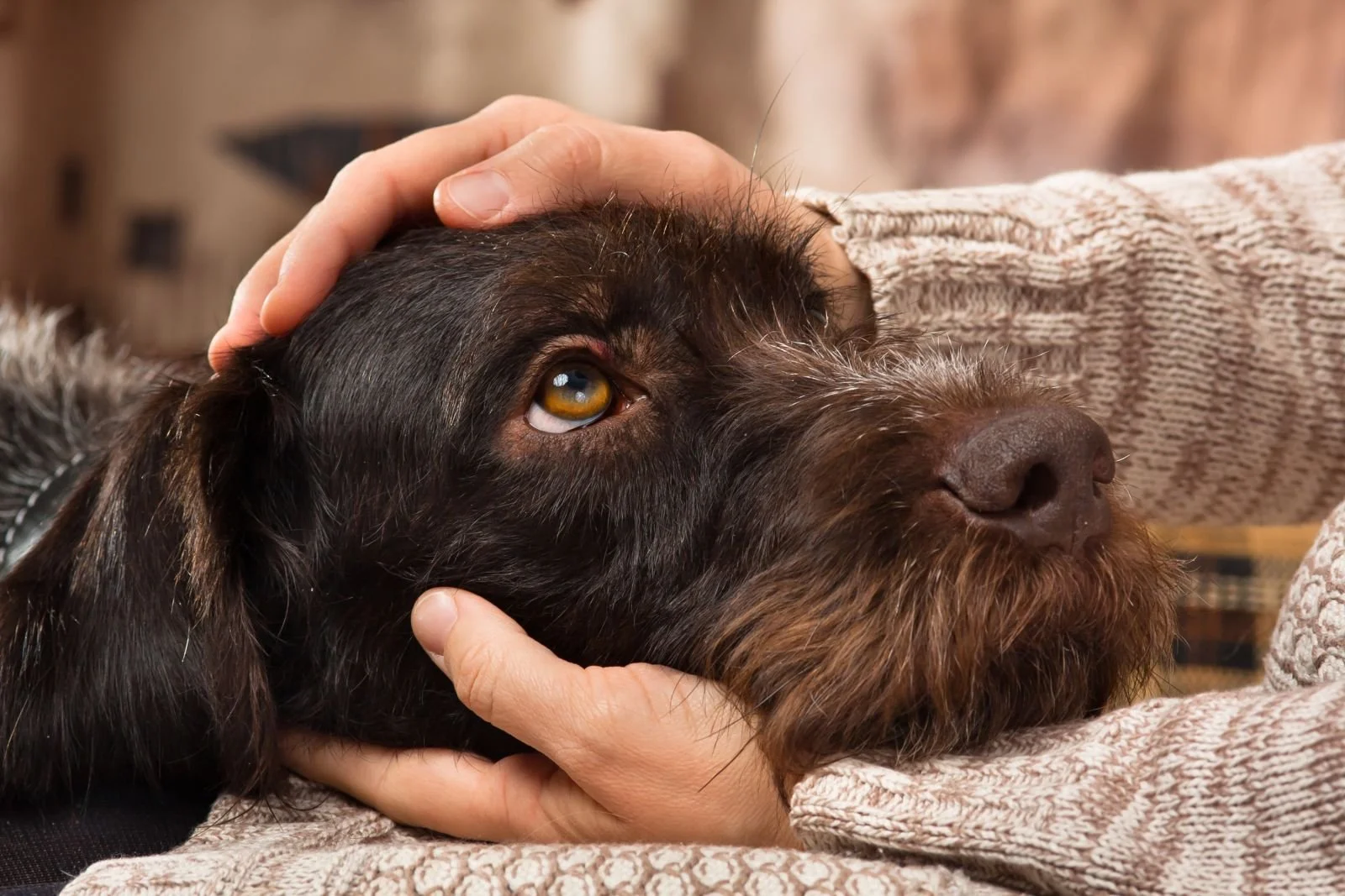 Wright Way Canine Center