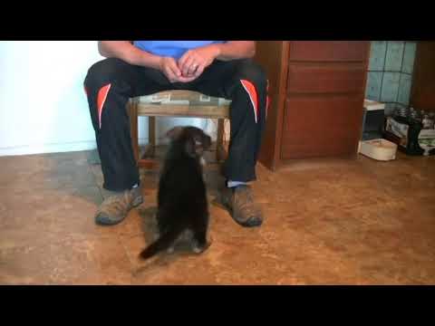 Zauberberg Canine Academy