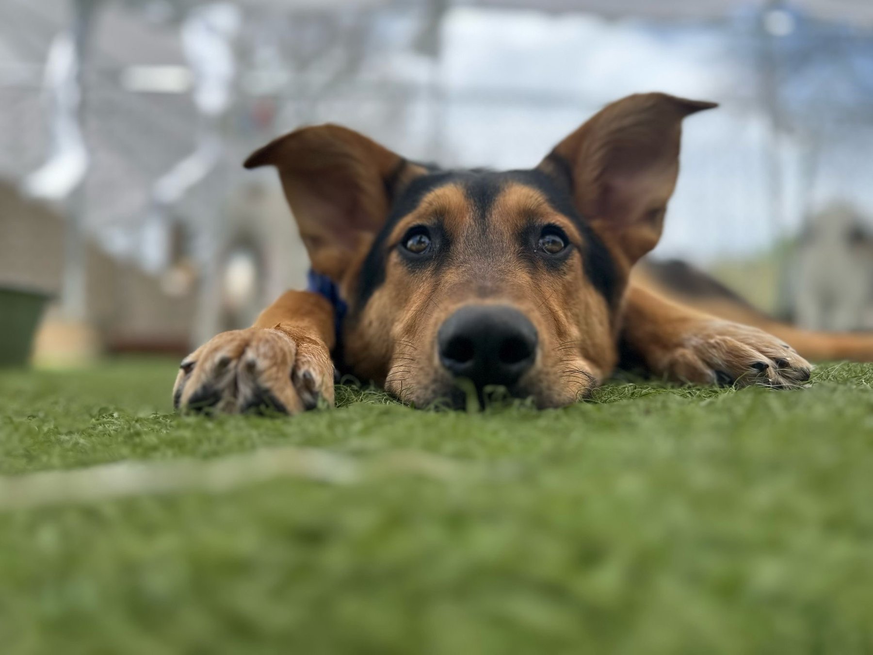 A Peaceful Pack — dog trainer in Tulsa, OK