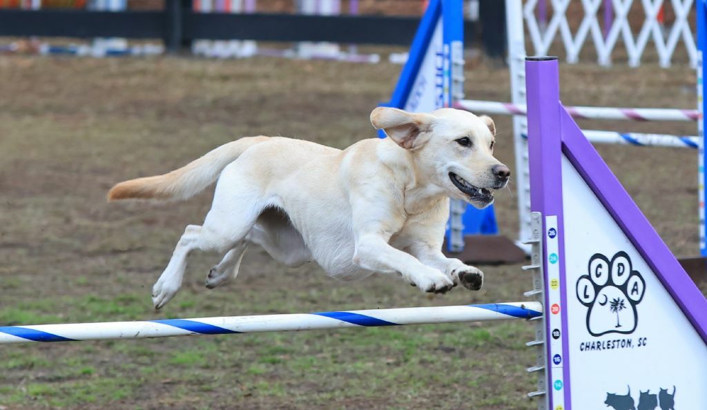 Low Country Dog Agility Club