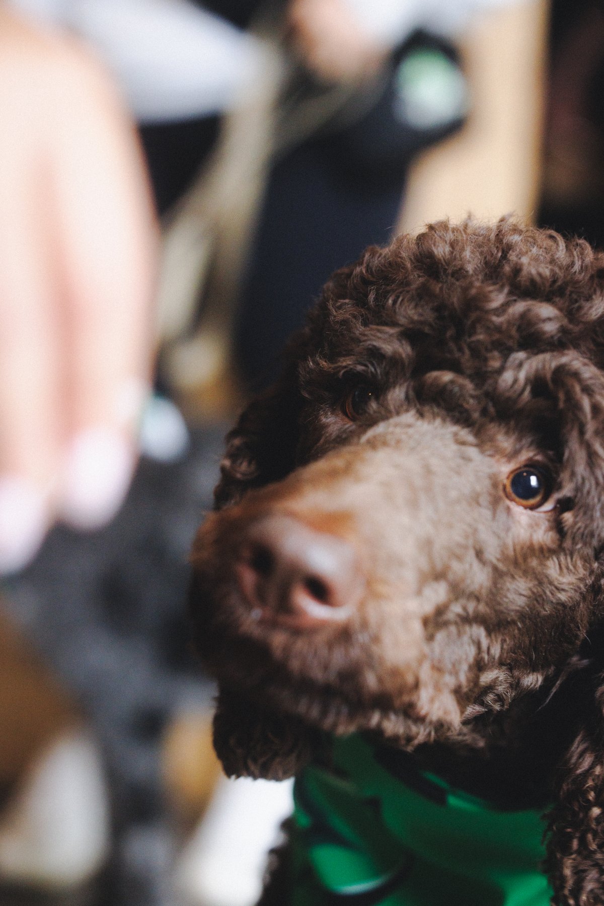 Virginia k9 — dog trainer in Roanoke, VA