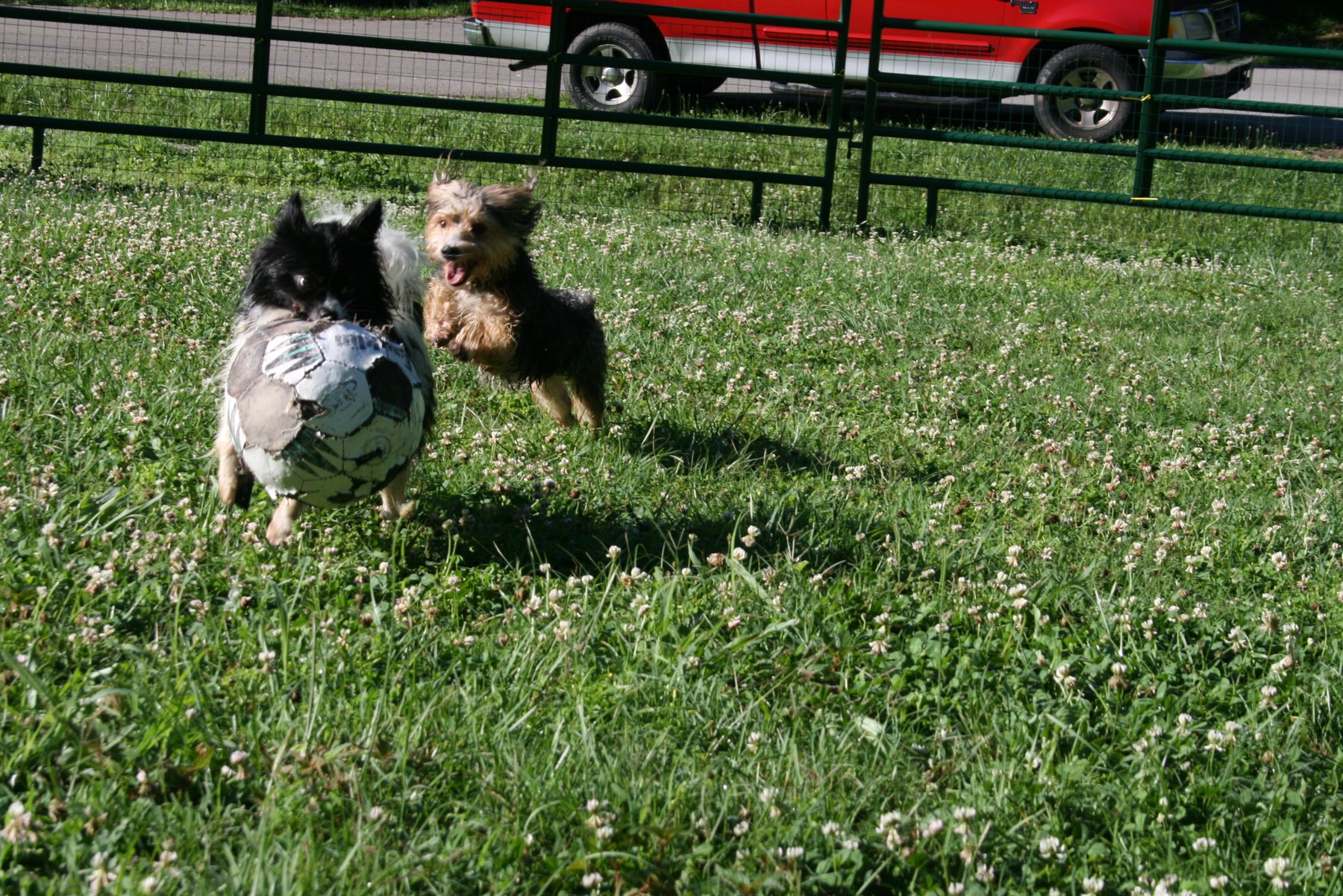 Teach Your K9 — dog trainer in Columbia, TN